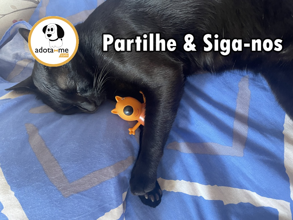 Gato - Setúbal