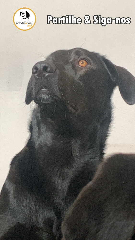Cão - Braga