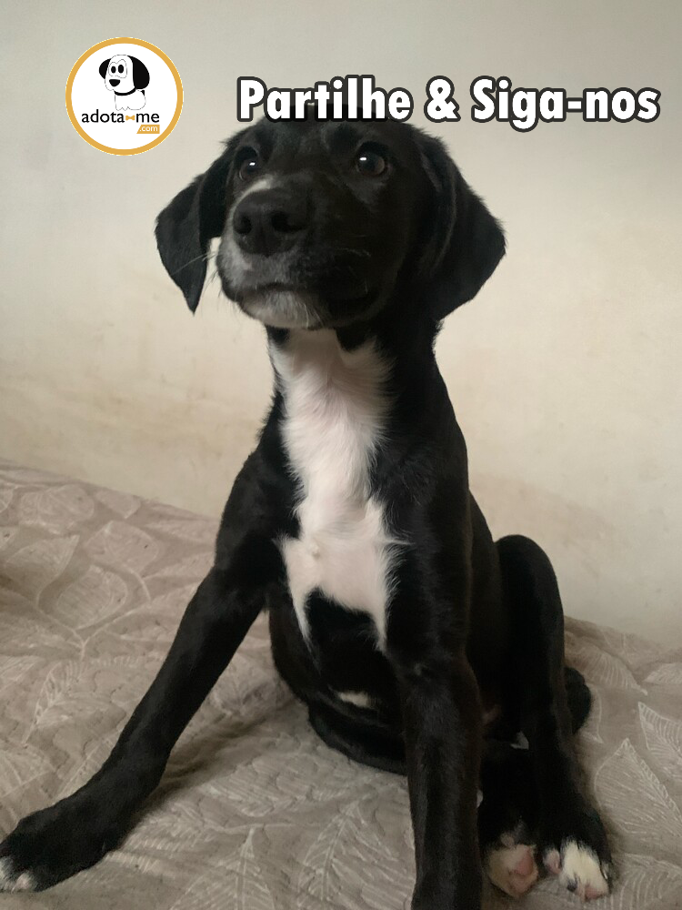 Cão - Braga