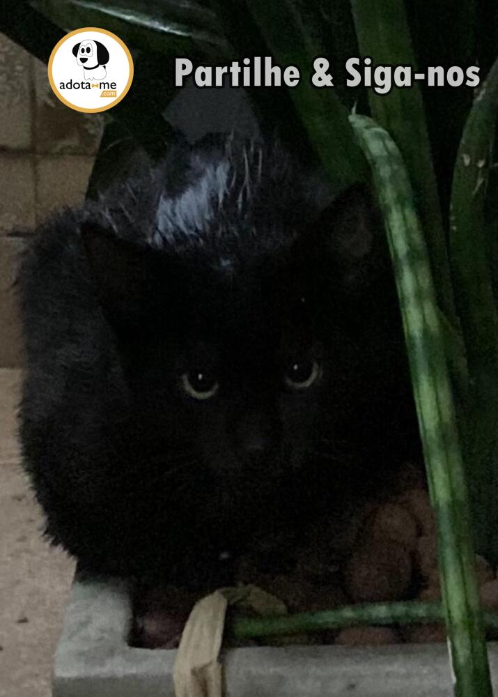 Gato - Rio de Janeiro