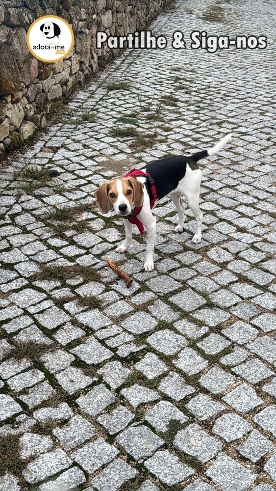 Cão - Viseu