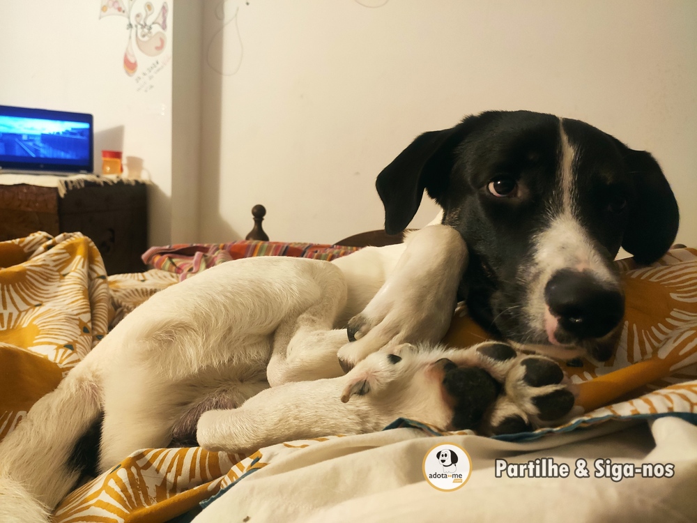 Cão - Porto