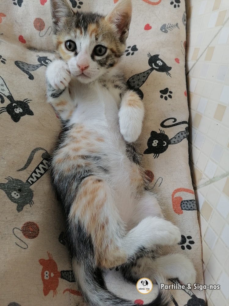 Gato - Beja