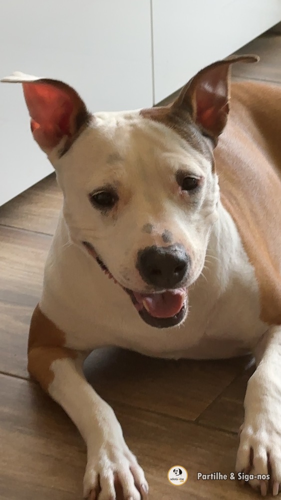 Cão - Setúbal