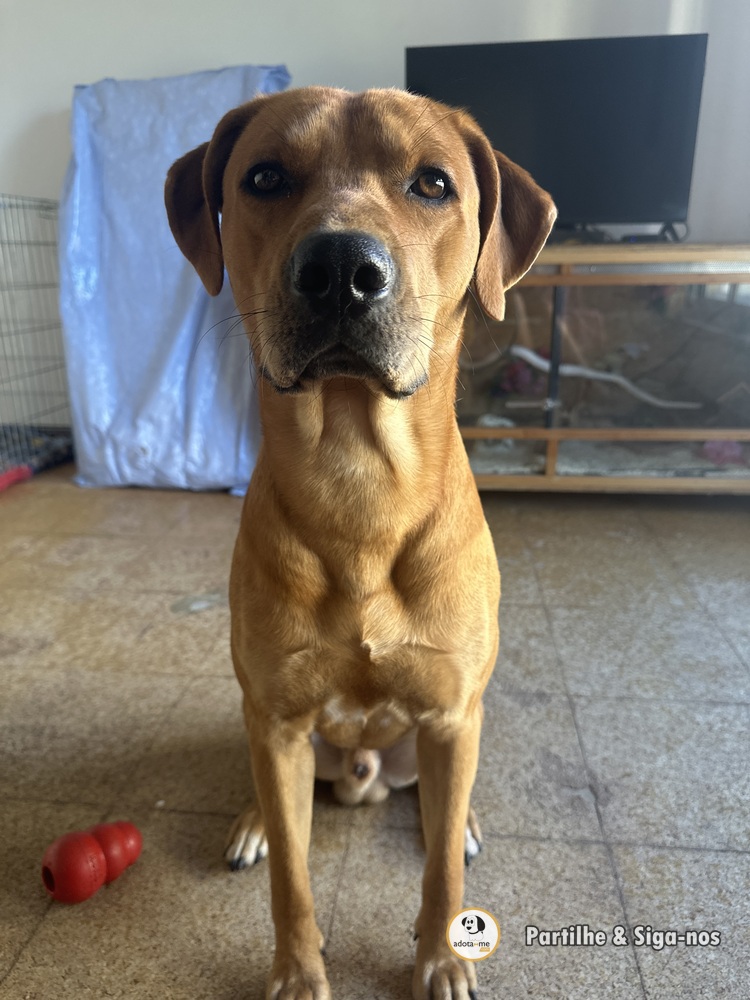 Cão - Setúbal