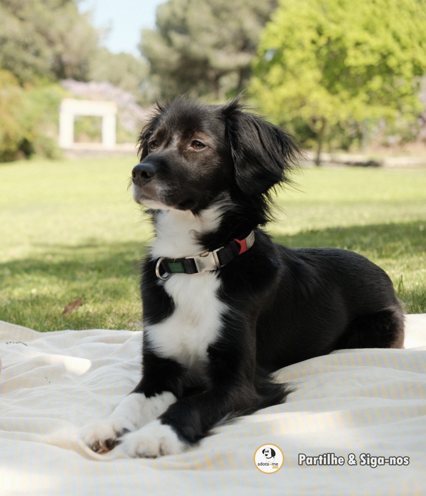 Cão - Setúbal