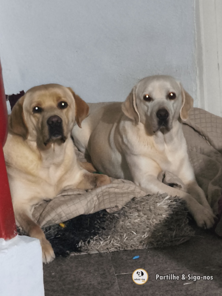Cão - Aveiro