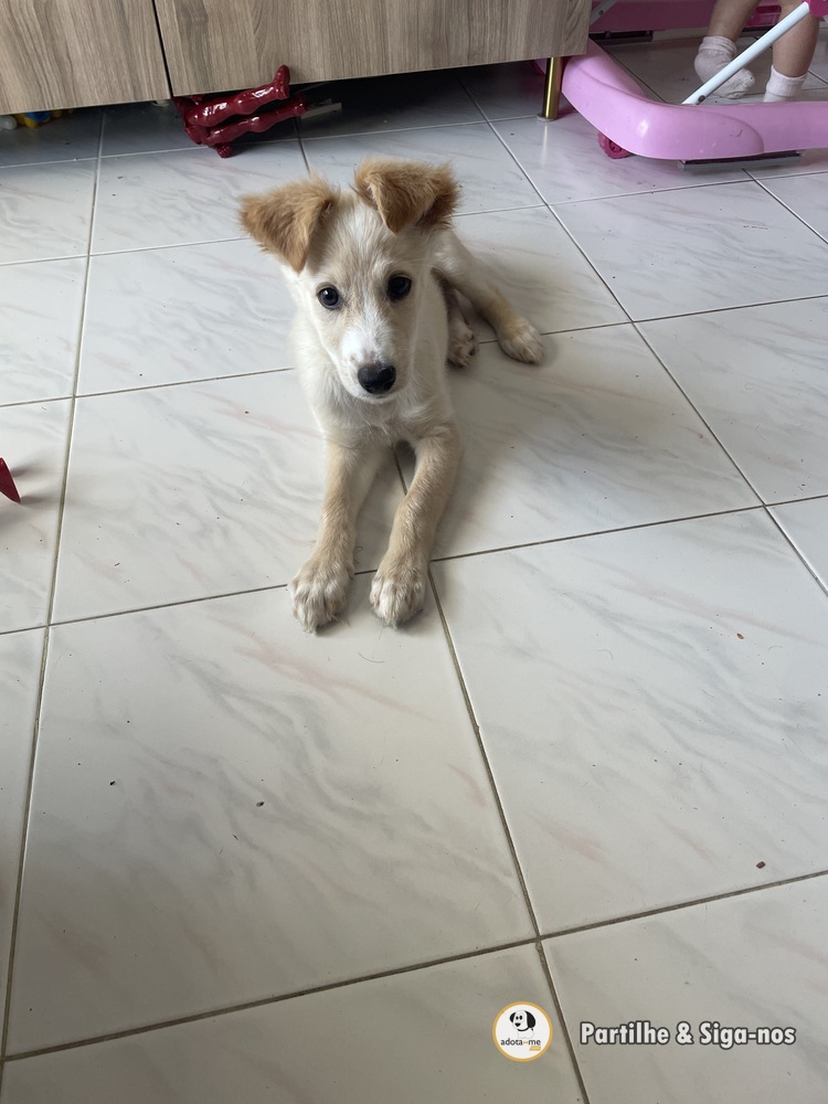 Cão - Porto