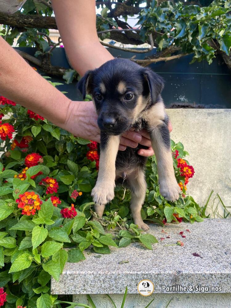 Cão - Porto