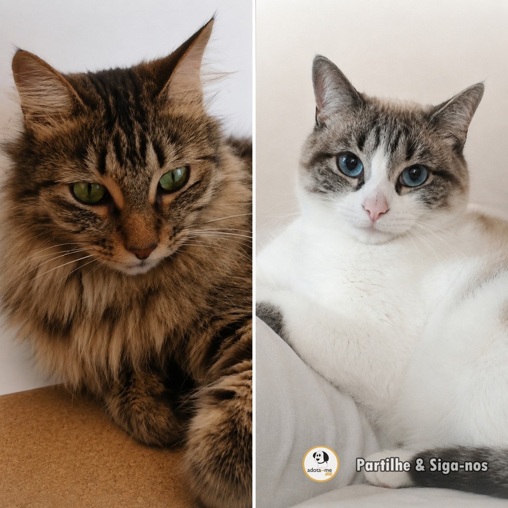 Gato - Coimbra