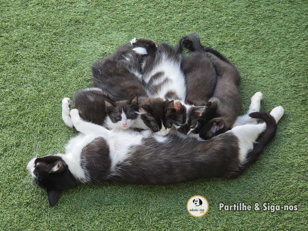 Gato - Porto