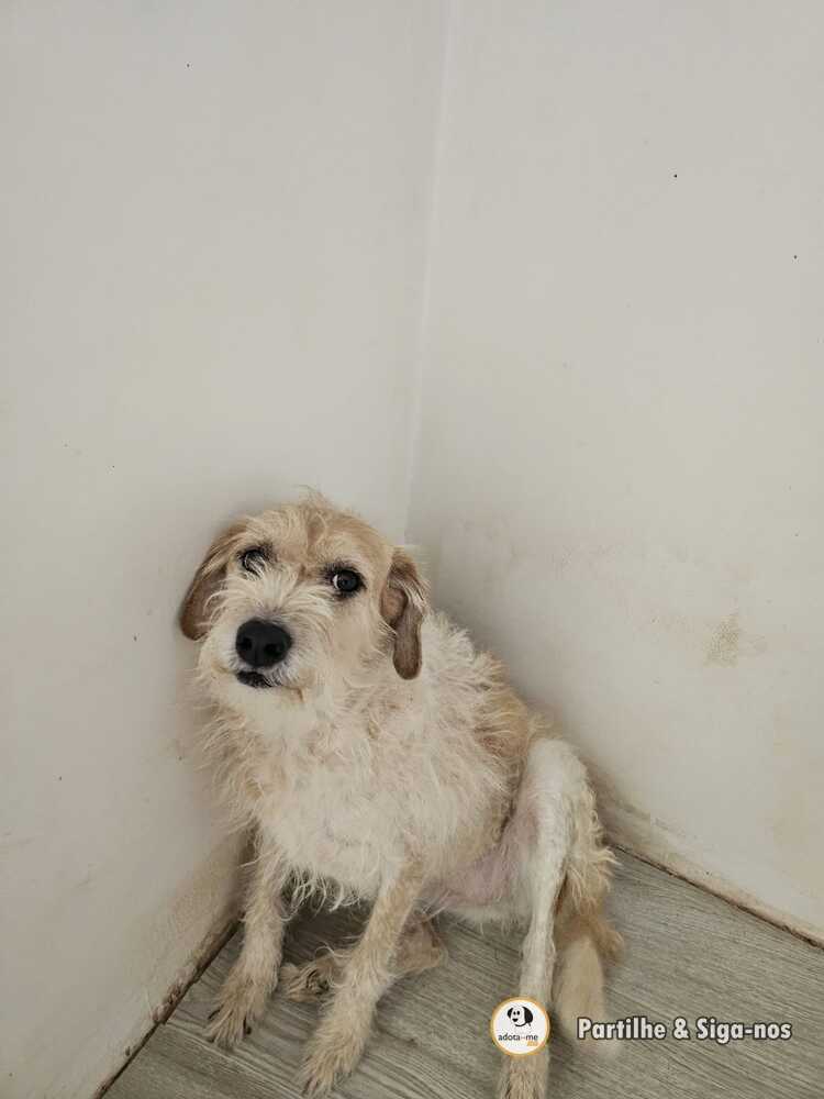 Cão - Lisboa