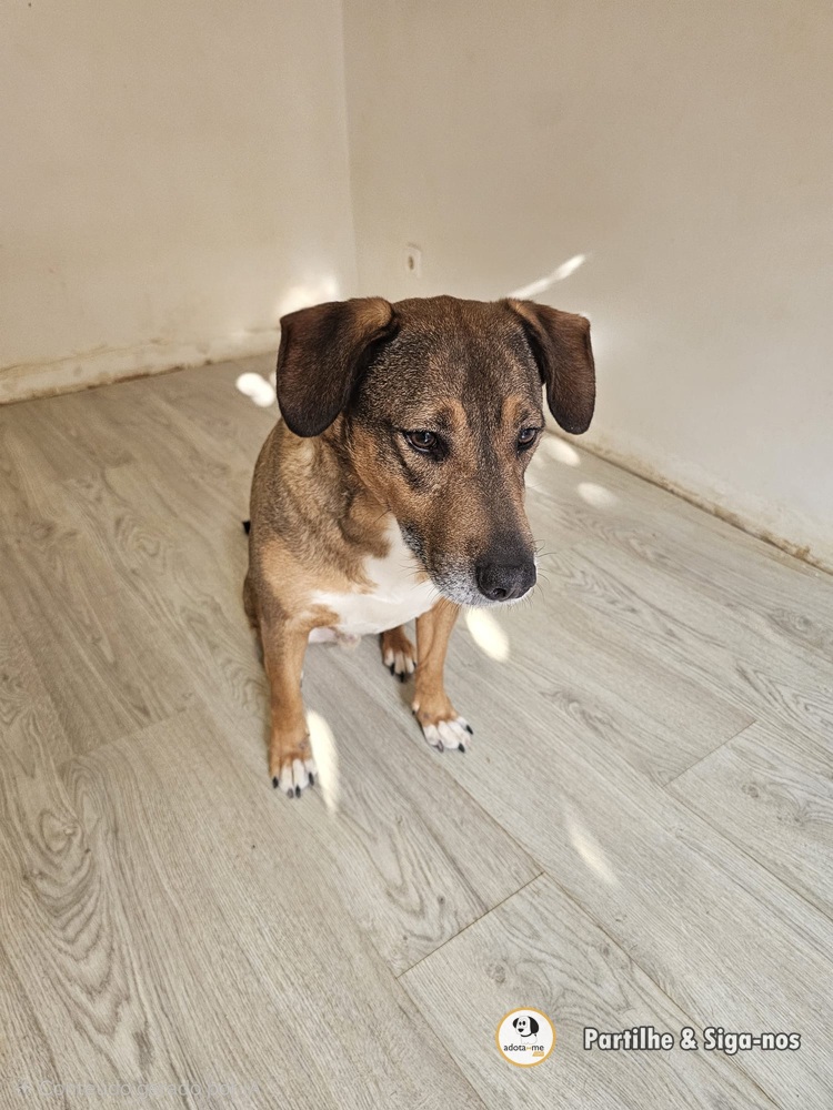 Cão - Lisboa