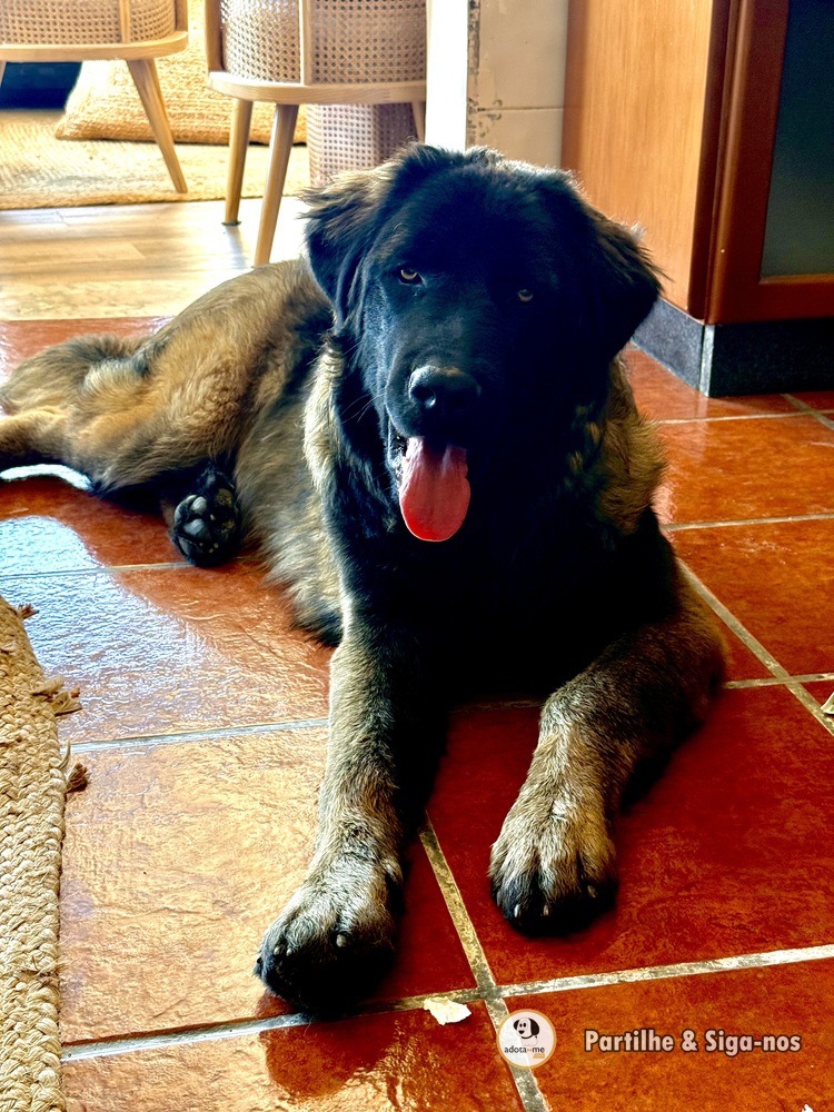 Cão - Vila Real