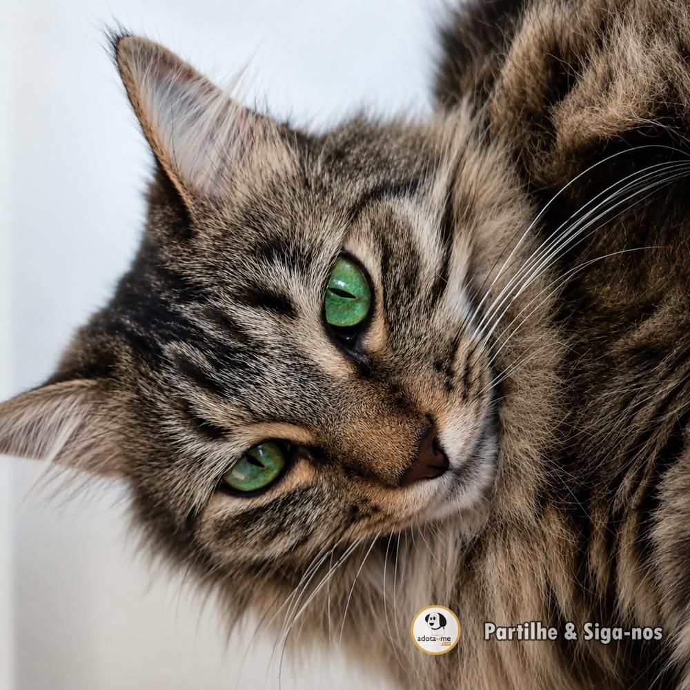 Gato - Coimbra