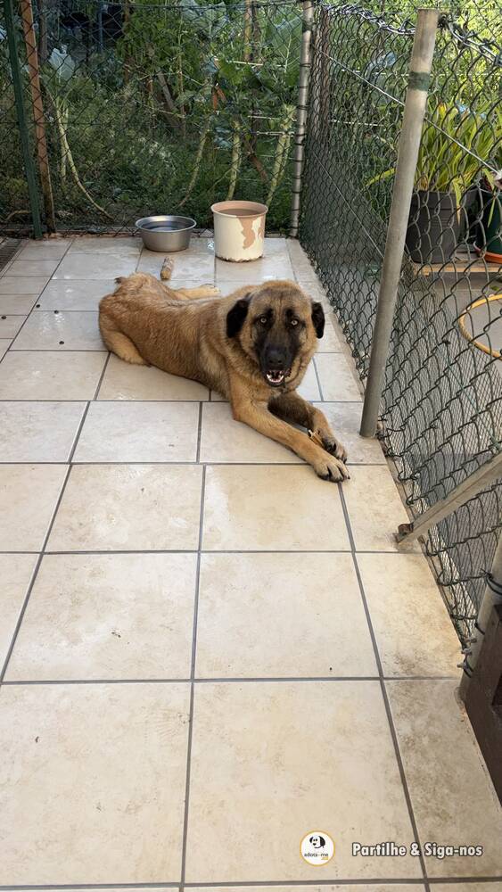 Cão - Aveiro