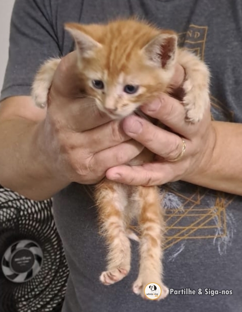 Gato - Pernambuco