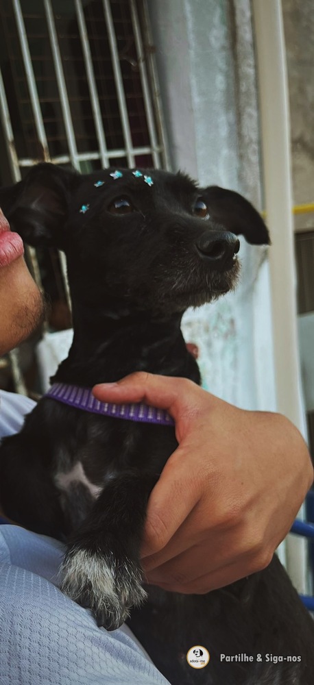 Cão - São Paulo