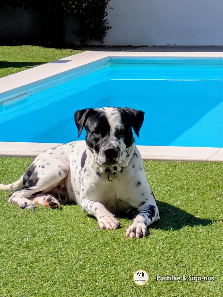 Cão - Lisboa