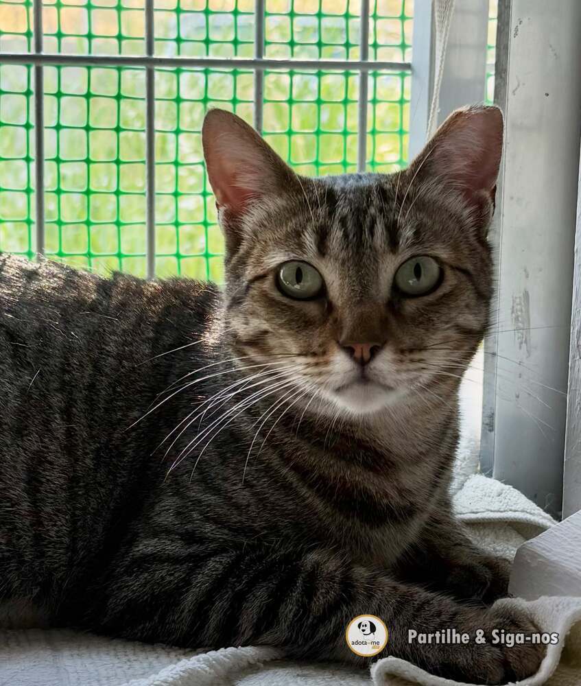 Gato - Lisboa