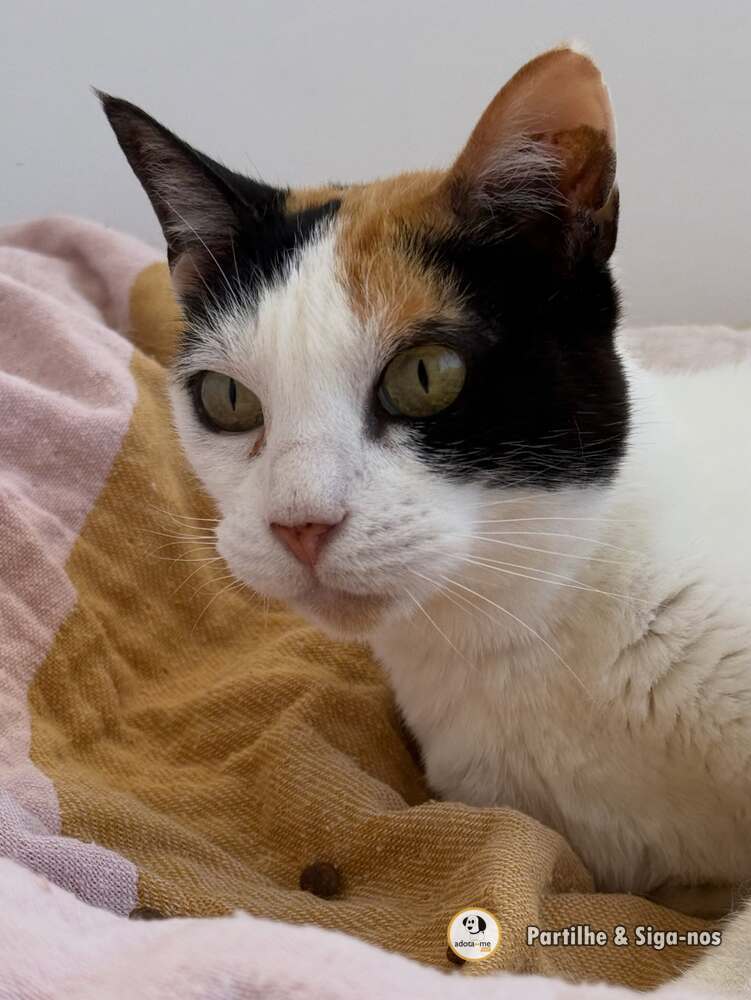 Gato - Lisboa