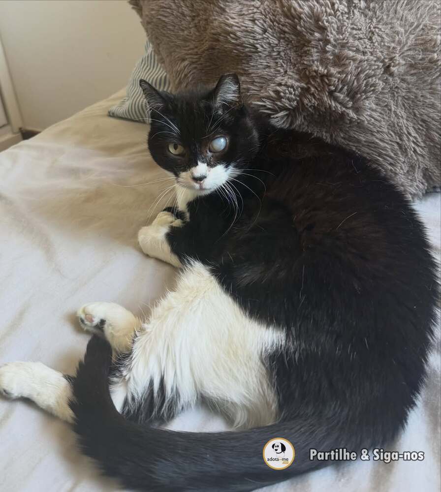 Gato - Lisboa