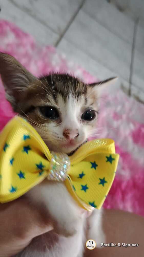 Gato - Ceará