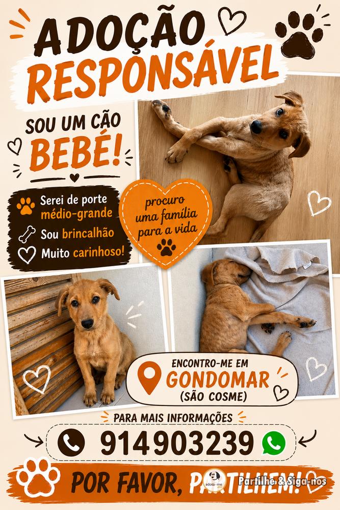 Cão - Porto