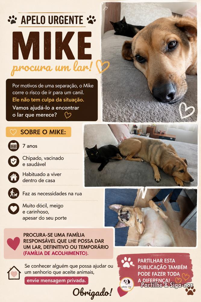 Cão - Setúbal