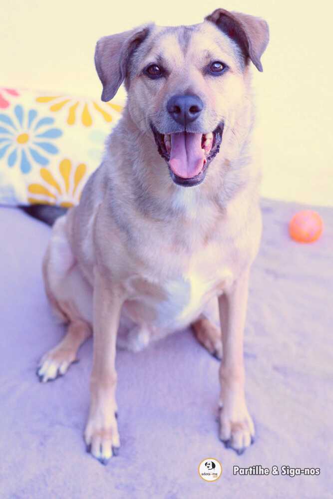 Cão - Setúbal