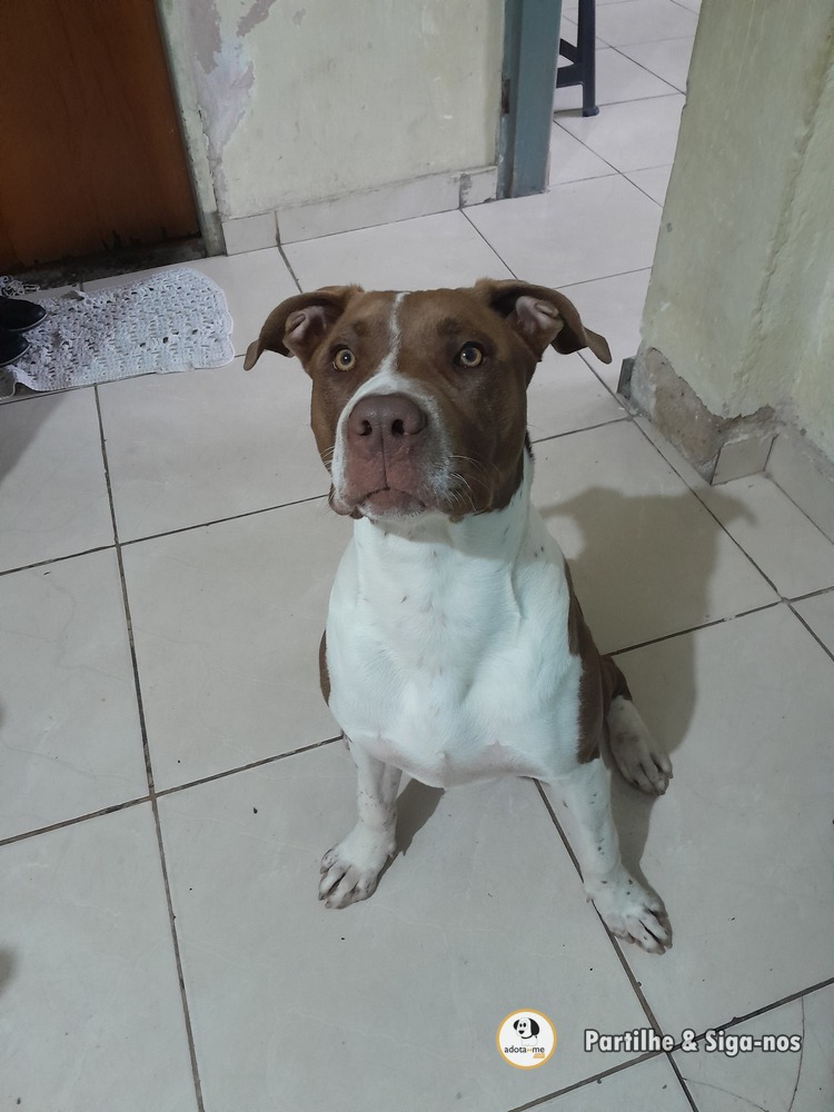 Cão - São Paulo