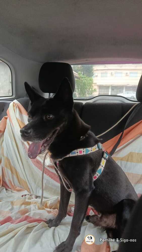 Cão - Rio de Janeiro