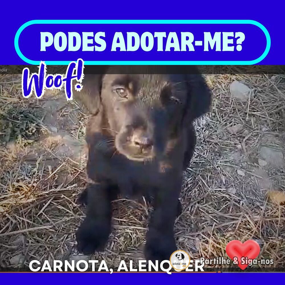Cão - Lisboa
