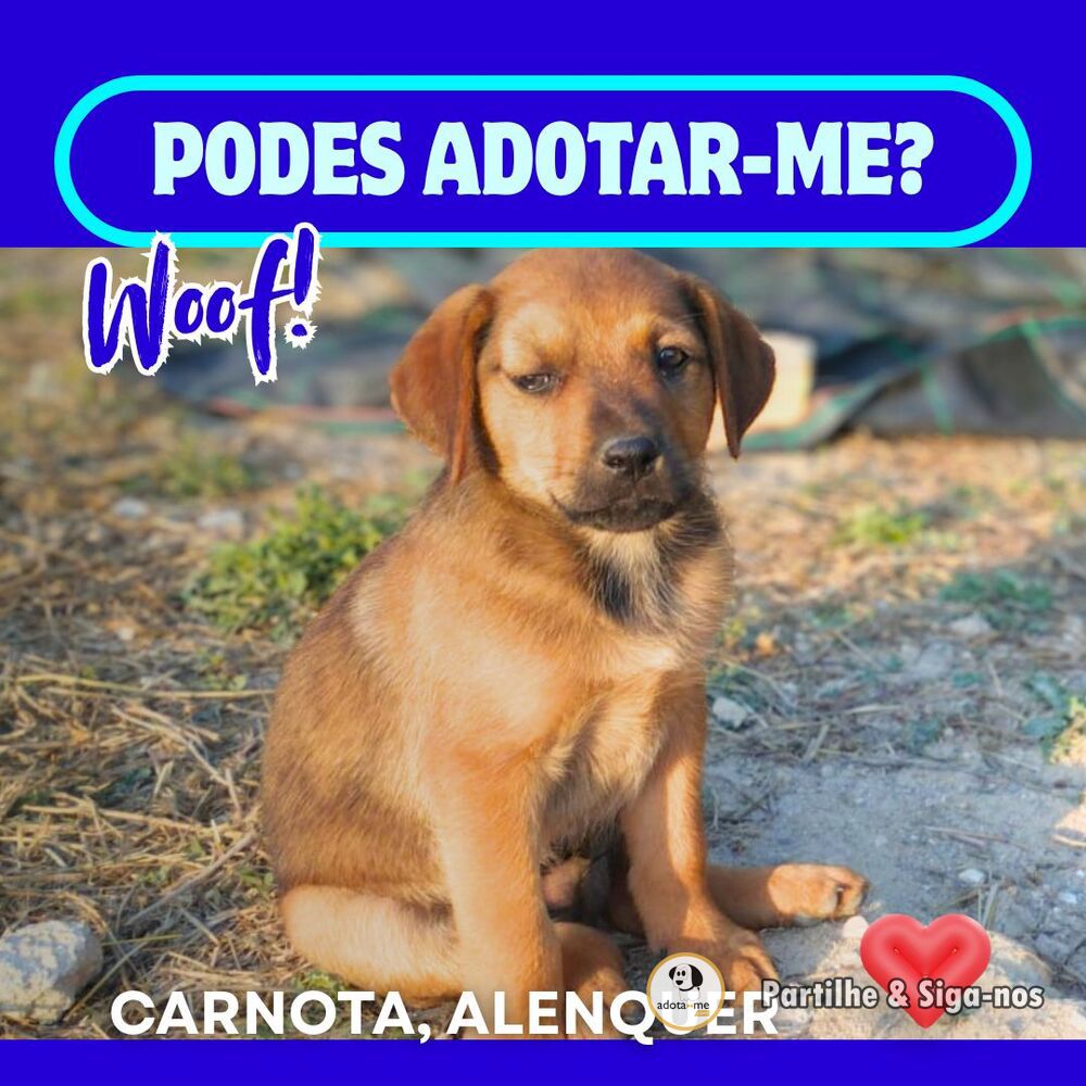 Cão - Lisboa