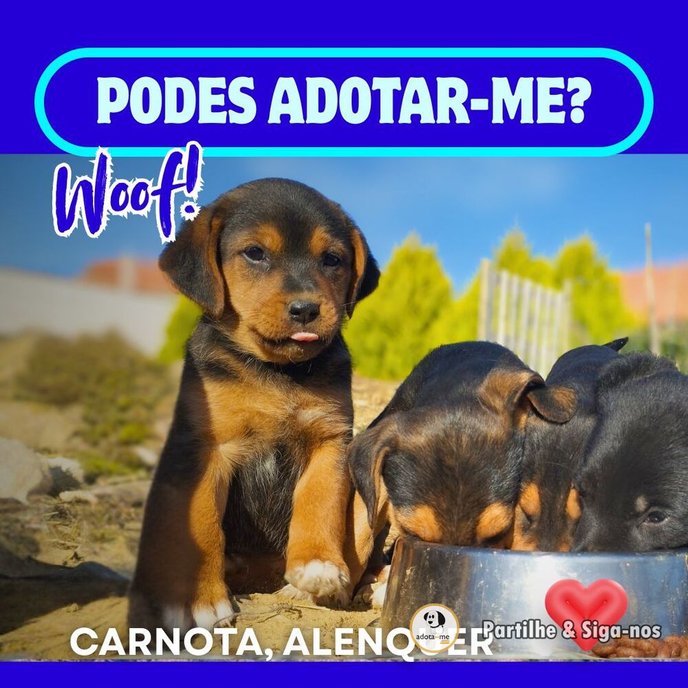 Cão - Lisboa