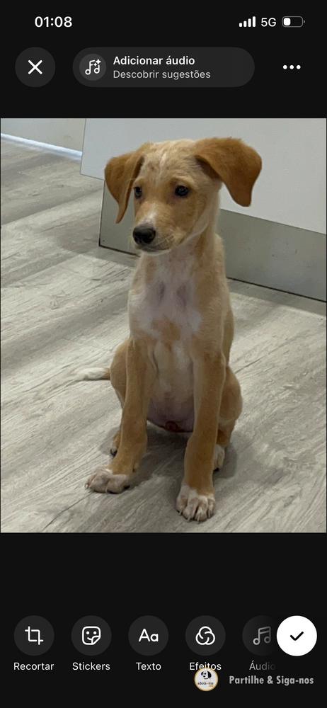 Cão - Santarém