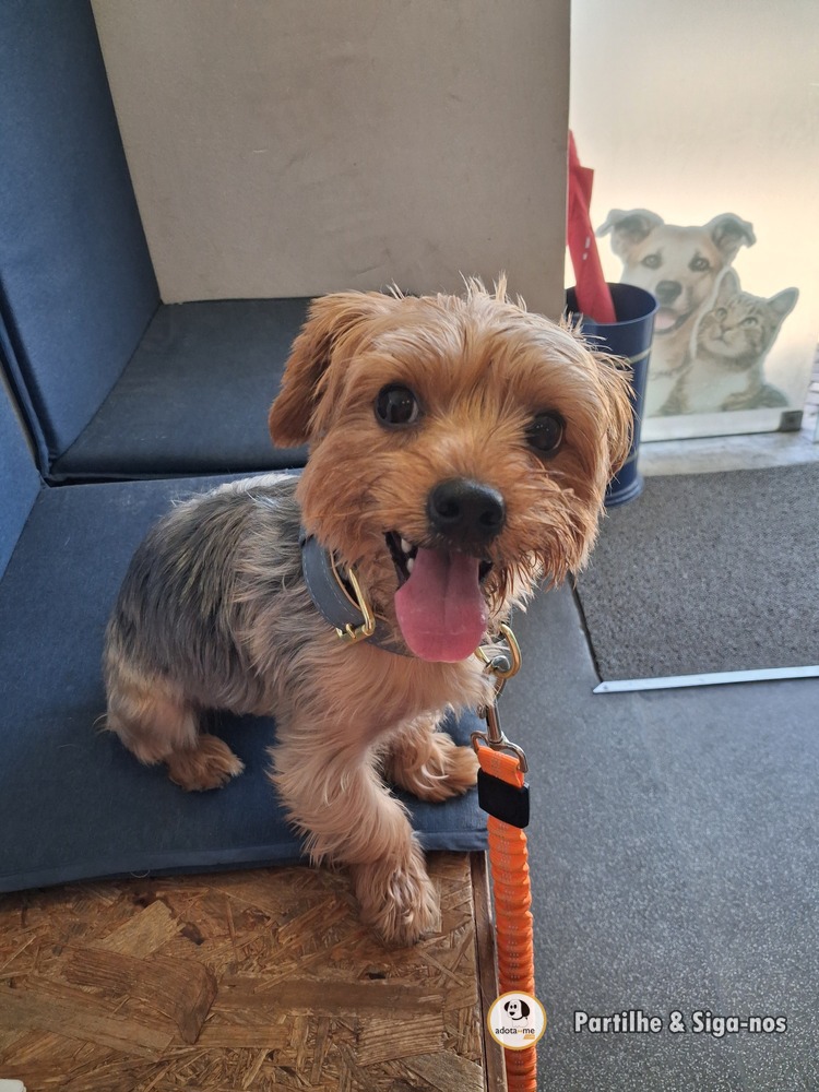 Cão - Setúbal