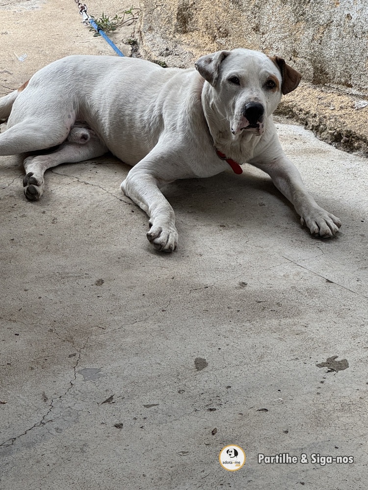 Cão - Lisboa