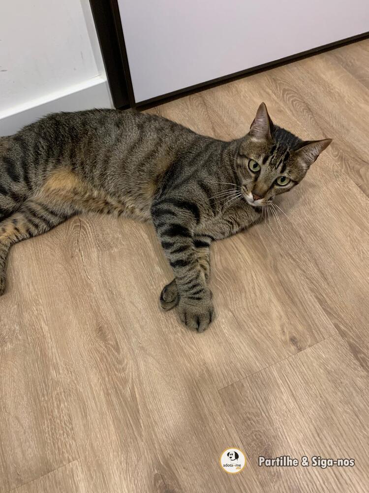 Gato - Setúbal