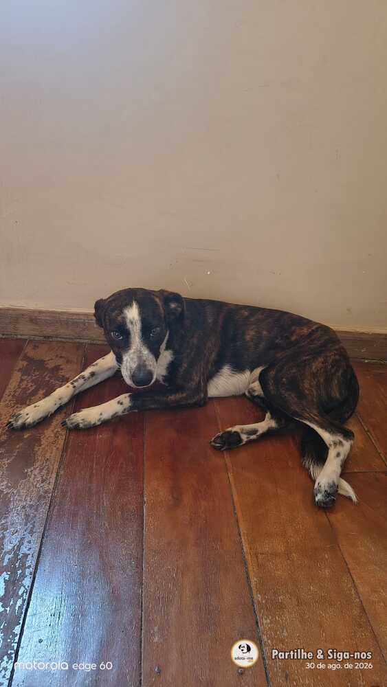 Cão - Minas Gerais