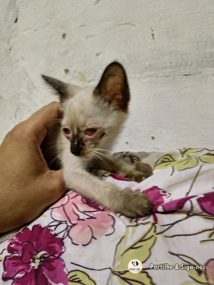 Gato - Ceará
