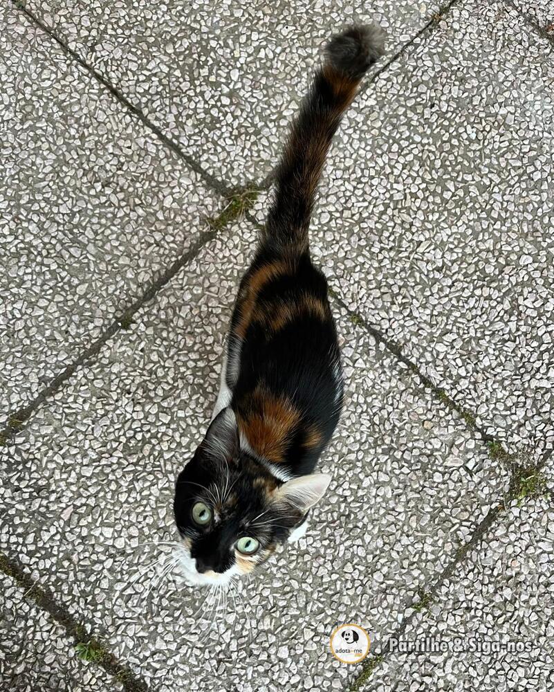 Gato - Castelo Branco