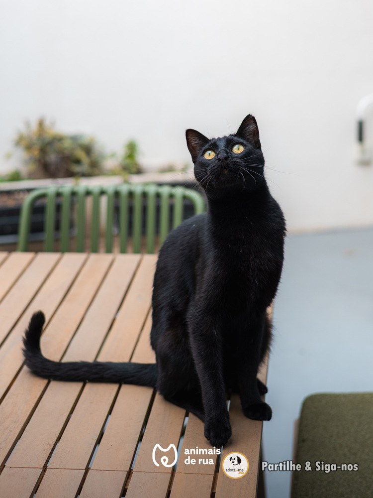 Gato - Porto