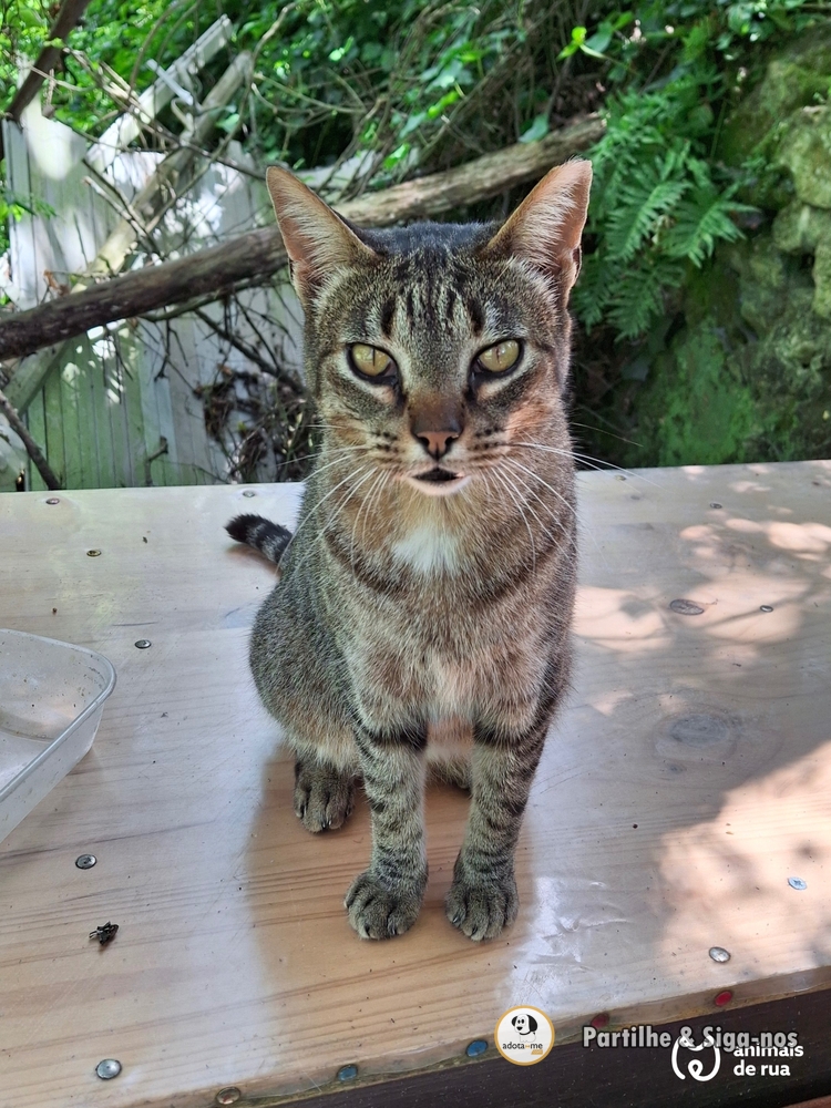 Gato - Lisboa