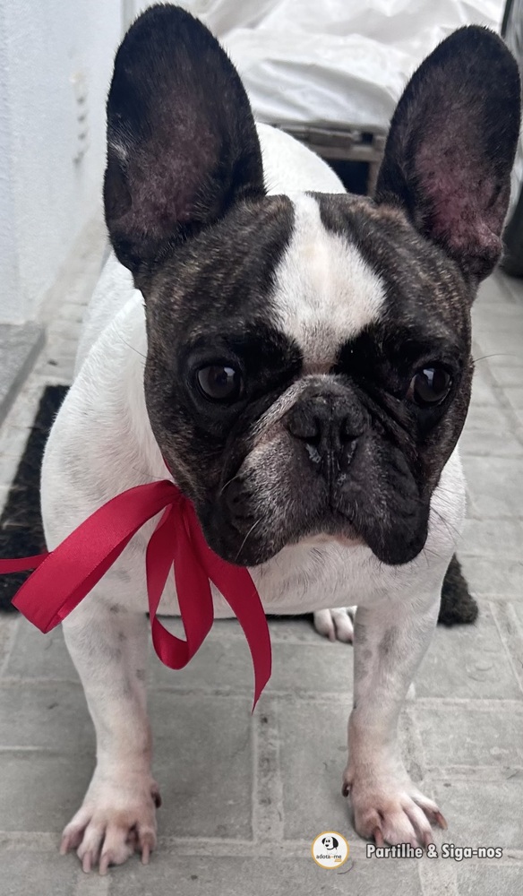 Cão - Setúbal