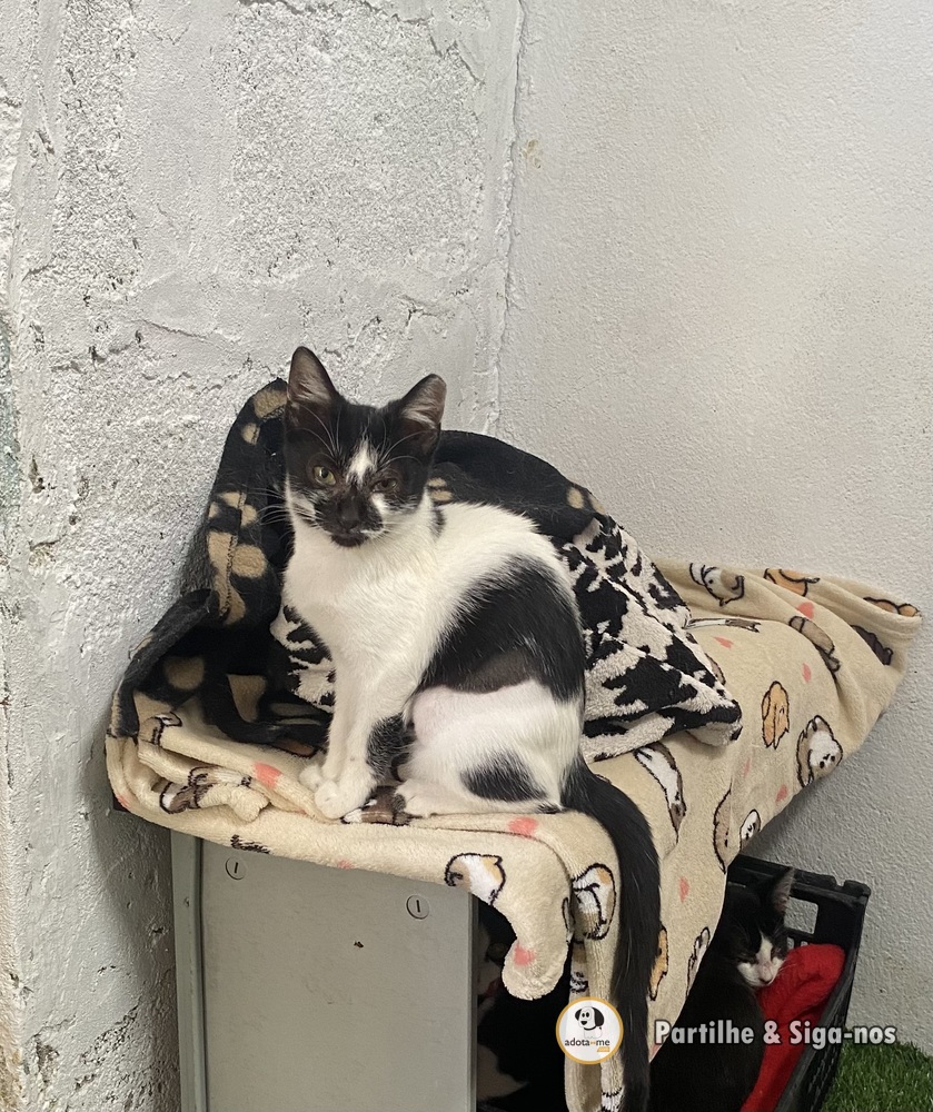 Gato - Porto