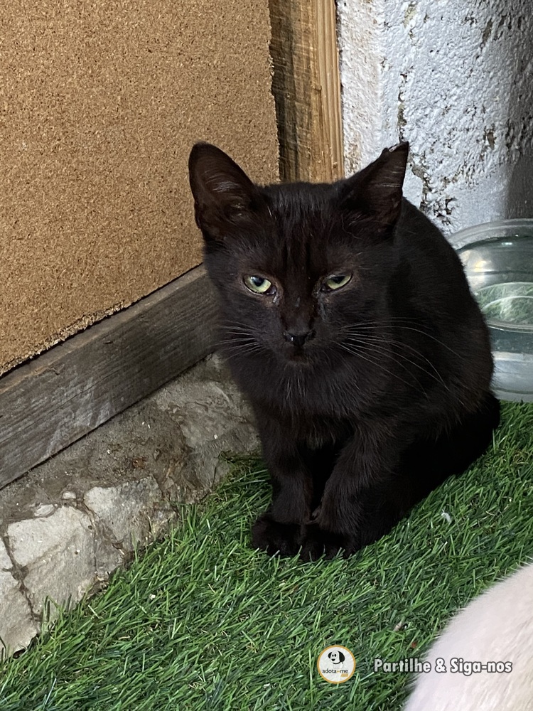 Gato - Porto