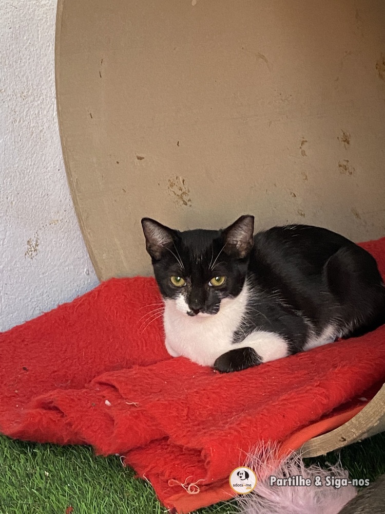 Gato - Porto