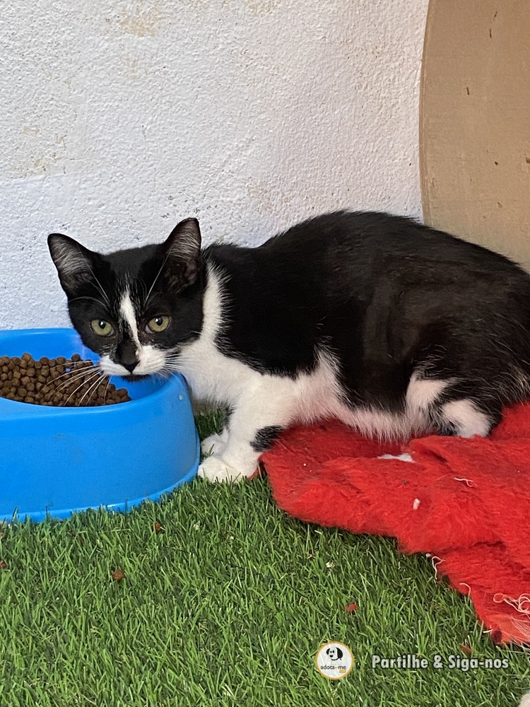 Gato - Porto