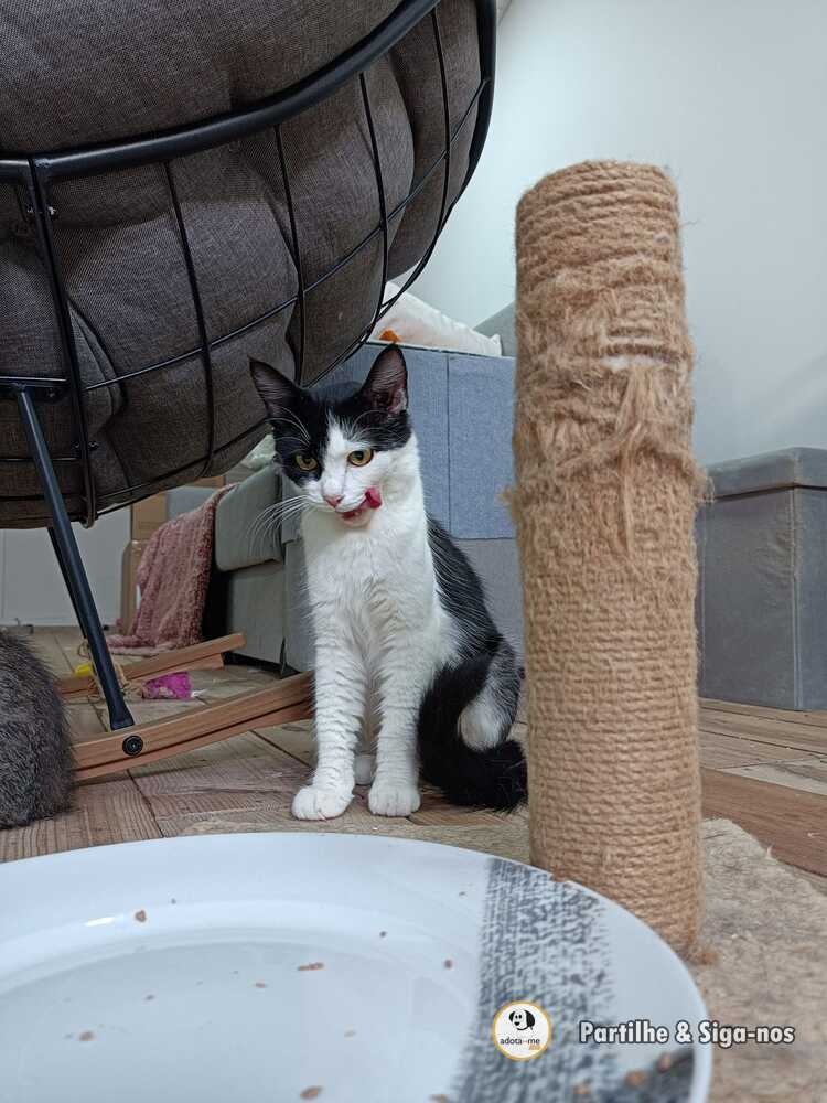 Gato - Santarém